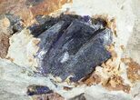 Large Azurite Crystals on Matrix - Morocco #49451-1